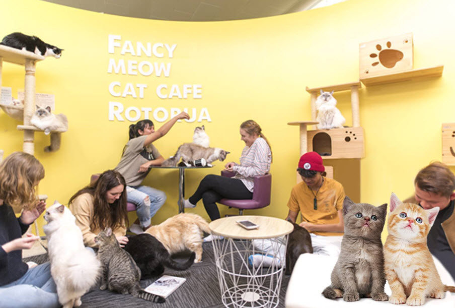 Fancy Meow Cat Cafe