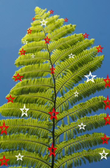 Rotorua Merry Christmas