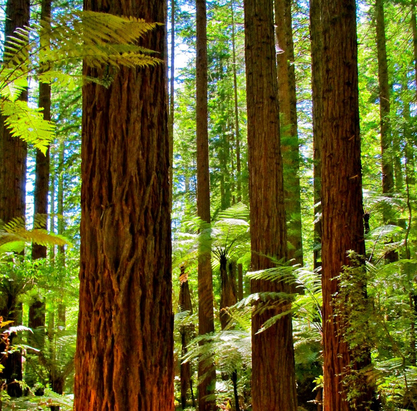 Rotorua Redwoods bush walk